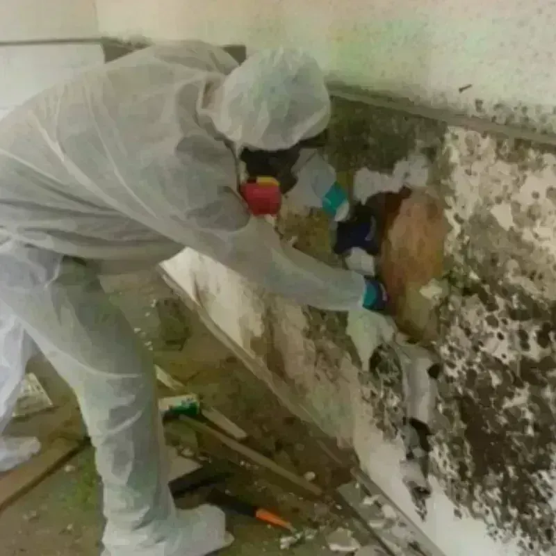 Mold Remediation and Removal in Matador, TX